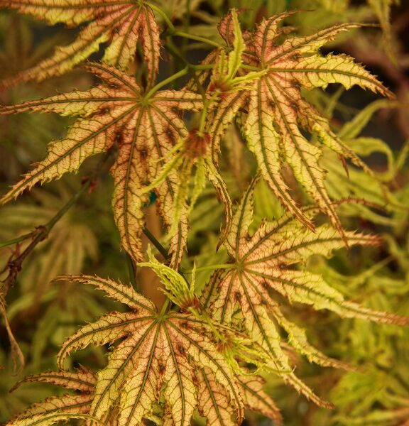 Acer palmatum 'Strawberry Delight' Japanese Maple