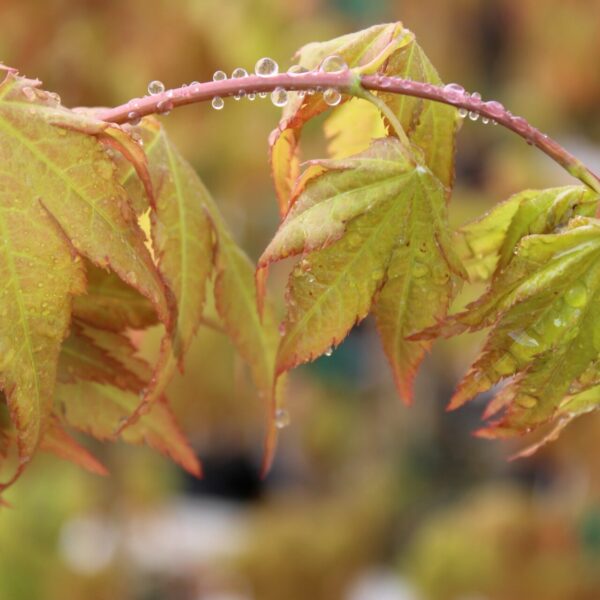 Acer shirasawanum 'Sunny'