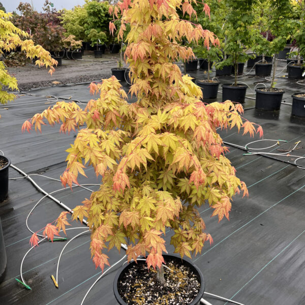Acer shirasawanum 'Sunny' Full Moon Maple