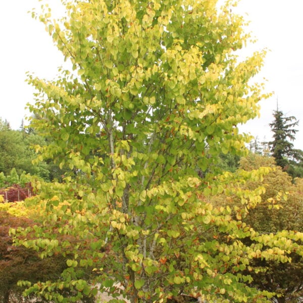 Cercidiphyllum japonicum 'Claim Jumper' Specimen 2147