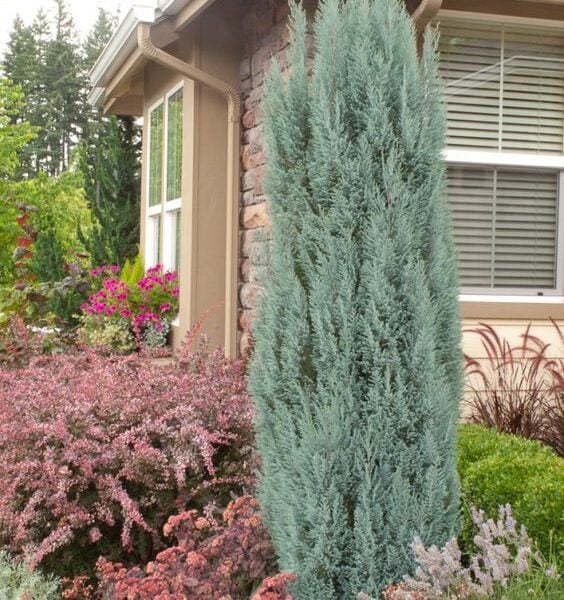 Chamaecyparis lawsoniana 'Blue Surprise' Lawson Cypress