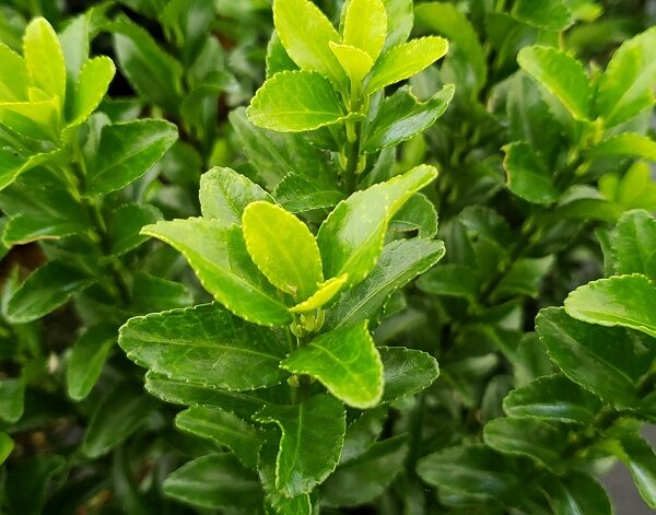 Green Spire Euonymus