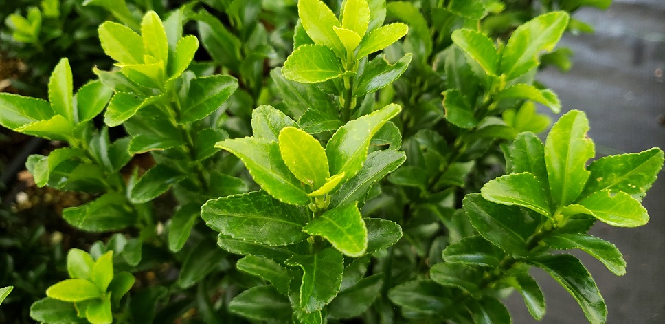Green Spire Euonymus