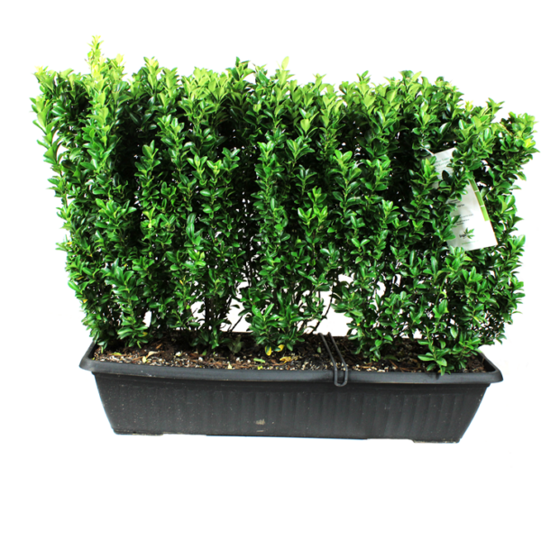 Euonymus japonicus 'Green Spire'  Boxwood Substitute  MiniHedge