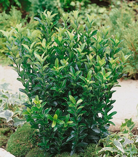 euonymus japonicus green spire