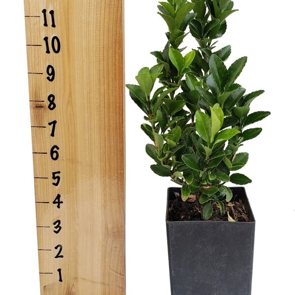 Euonymus japonicus 'Green Spire' Boxwood Substitute Tree Pot