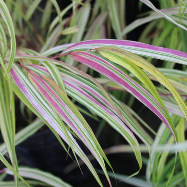 hakonechloa grass japanese forest grass