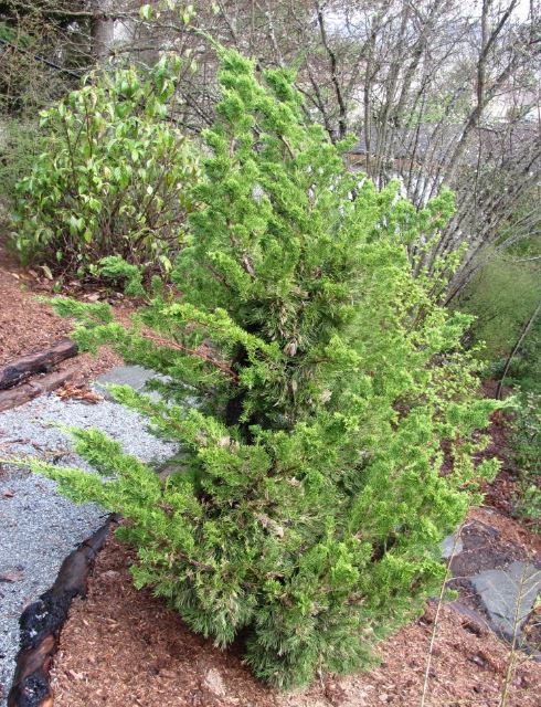 Hollywood Chinese Juniper