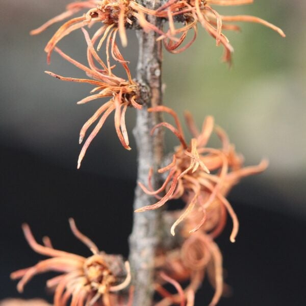 Larix laricina 'Fuzzy' American Larch