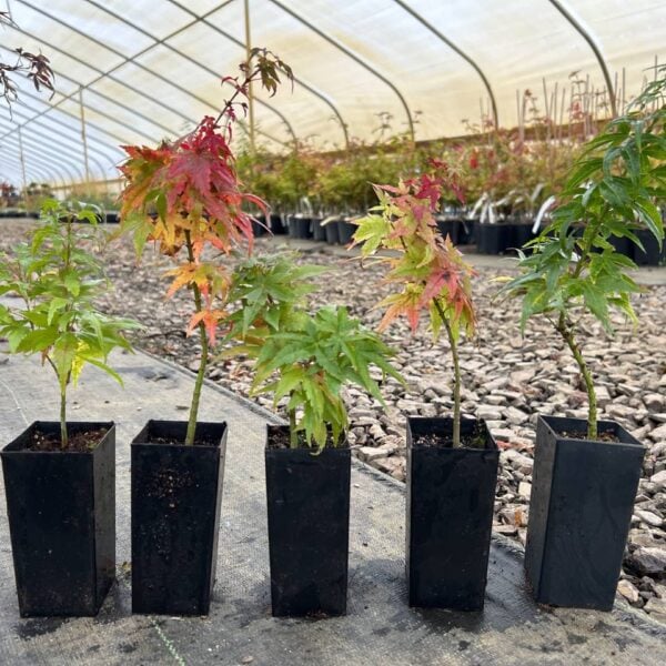 Acer palmatum 'Mikawa yatsubusa' Seedling Japanese Maple