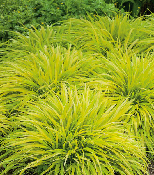 hakonechloa macra all gold