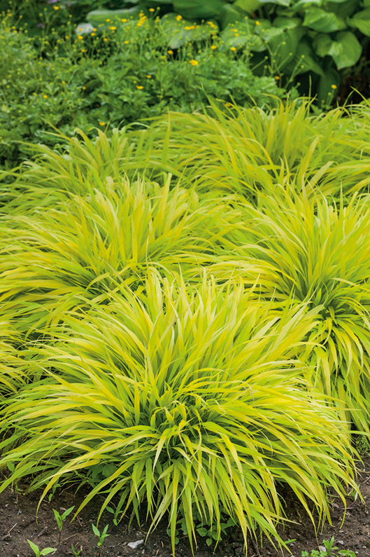 hakonechloa macra all gold