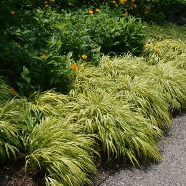 hakonechloa aureola