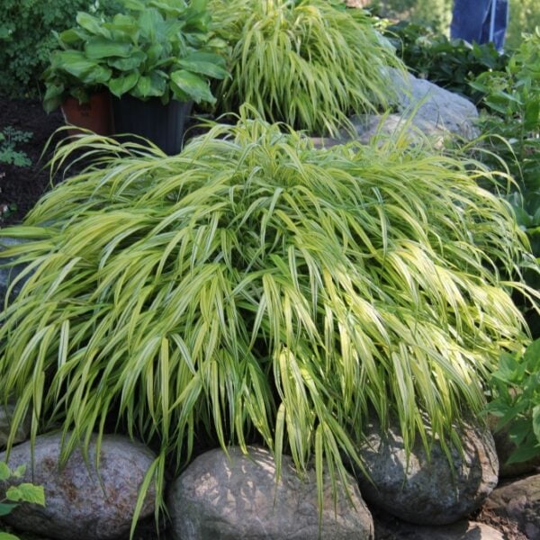 grass hakonechloa macra aureola