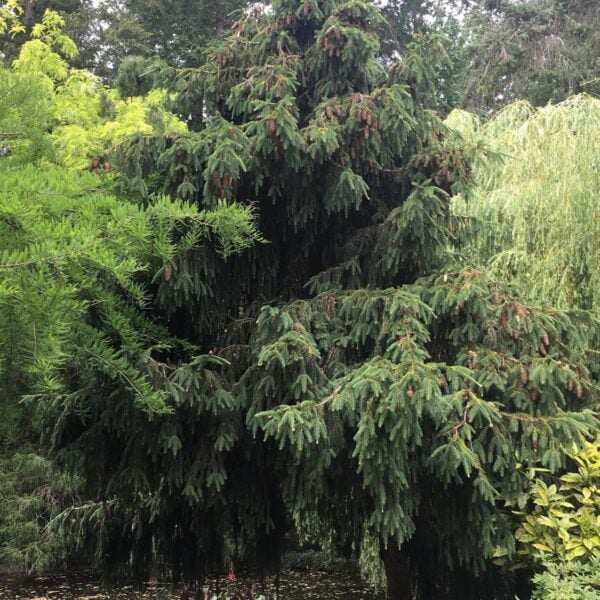 Picea abies 'Acrocona'  Norway Spruce 