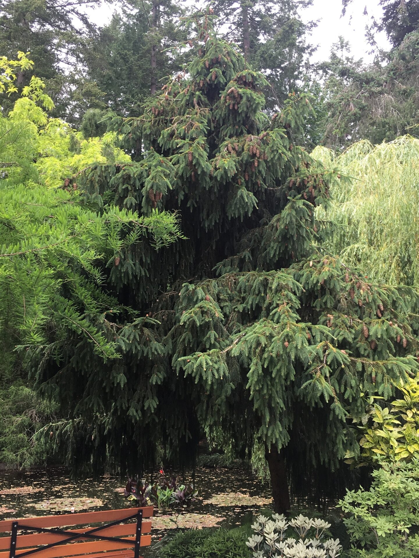 acrocona norway spruce