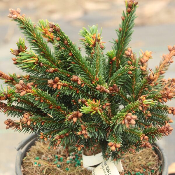 Picea abies 'Babi Lom' Norway Spruce