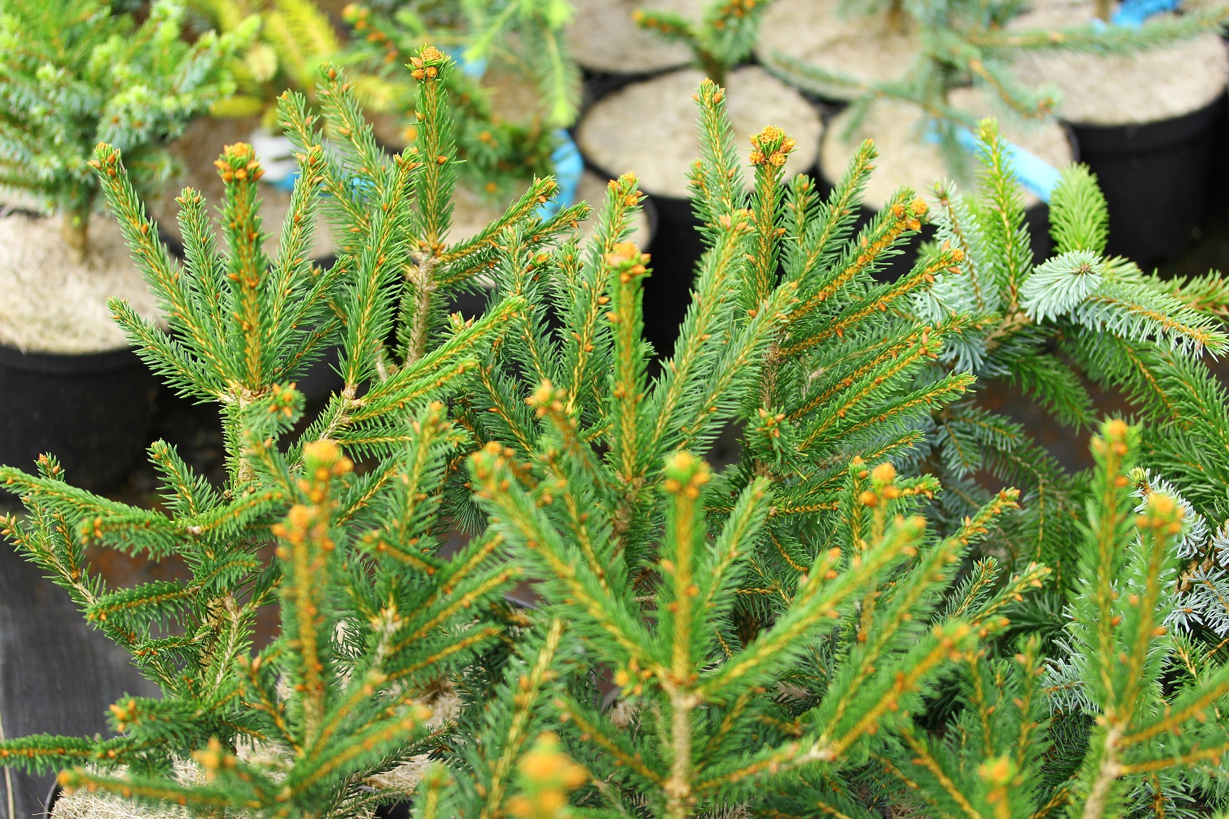 Filip's Mystic Black Norway Spruce