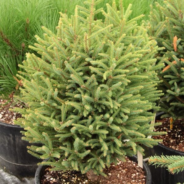 Picea mariana 'Bogger' Black Spruce