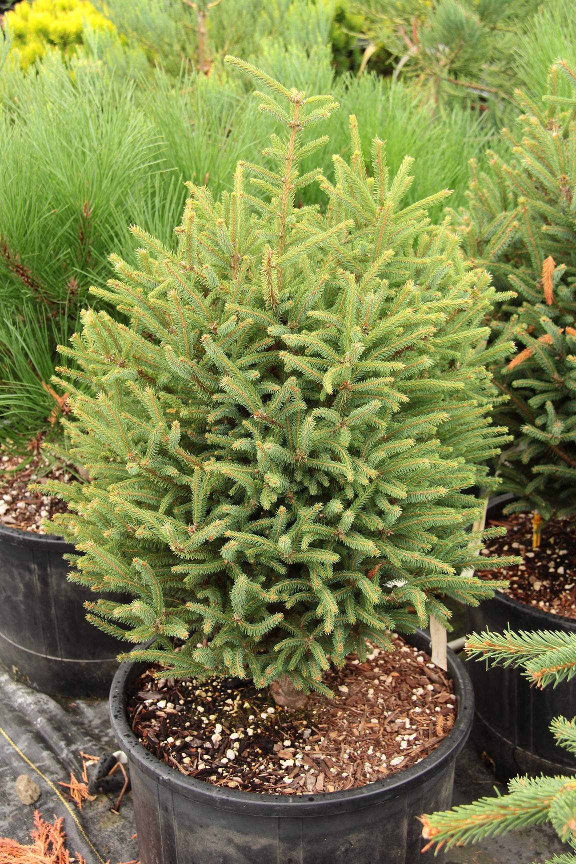 Picea mariana 'Bogger'