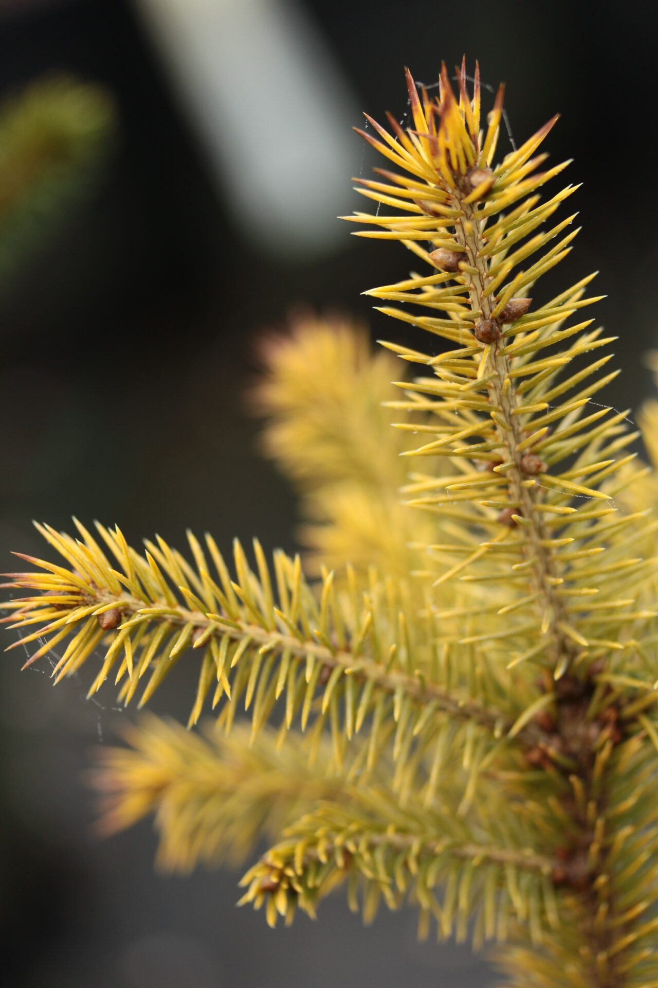 Darob's Gold Colorado Spruce