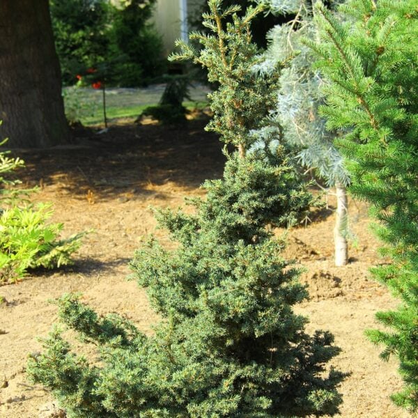 Picea rubens 'Pocono' Red Spruce