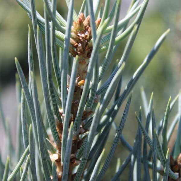 Pinus monophylla 'Owens Ball' Single-Needle Pinyon