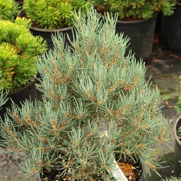 Pinus monophylla 'Tioga Pass' Single-Needle Pinyon