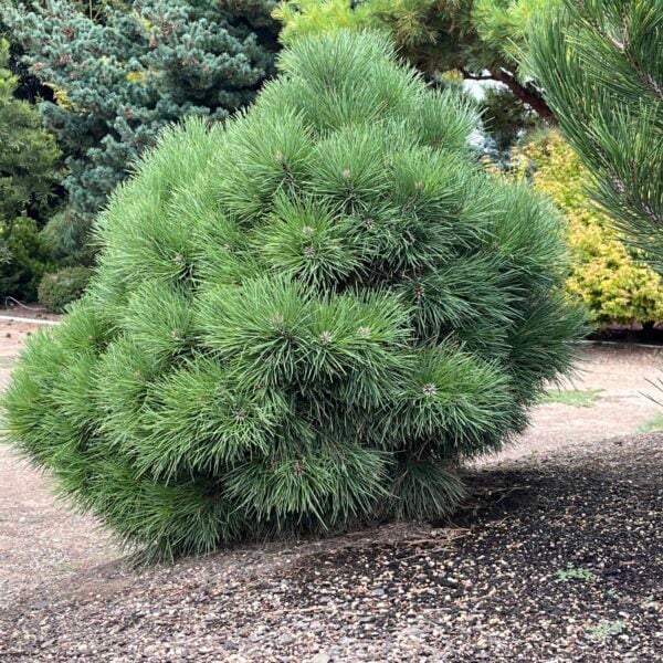 Pinus ponderosa 'Gumdrop' Ponderosa Pine
