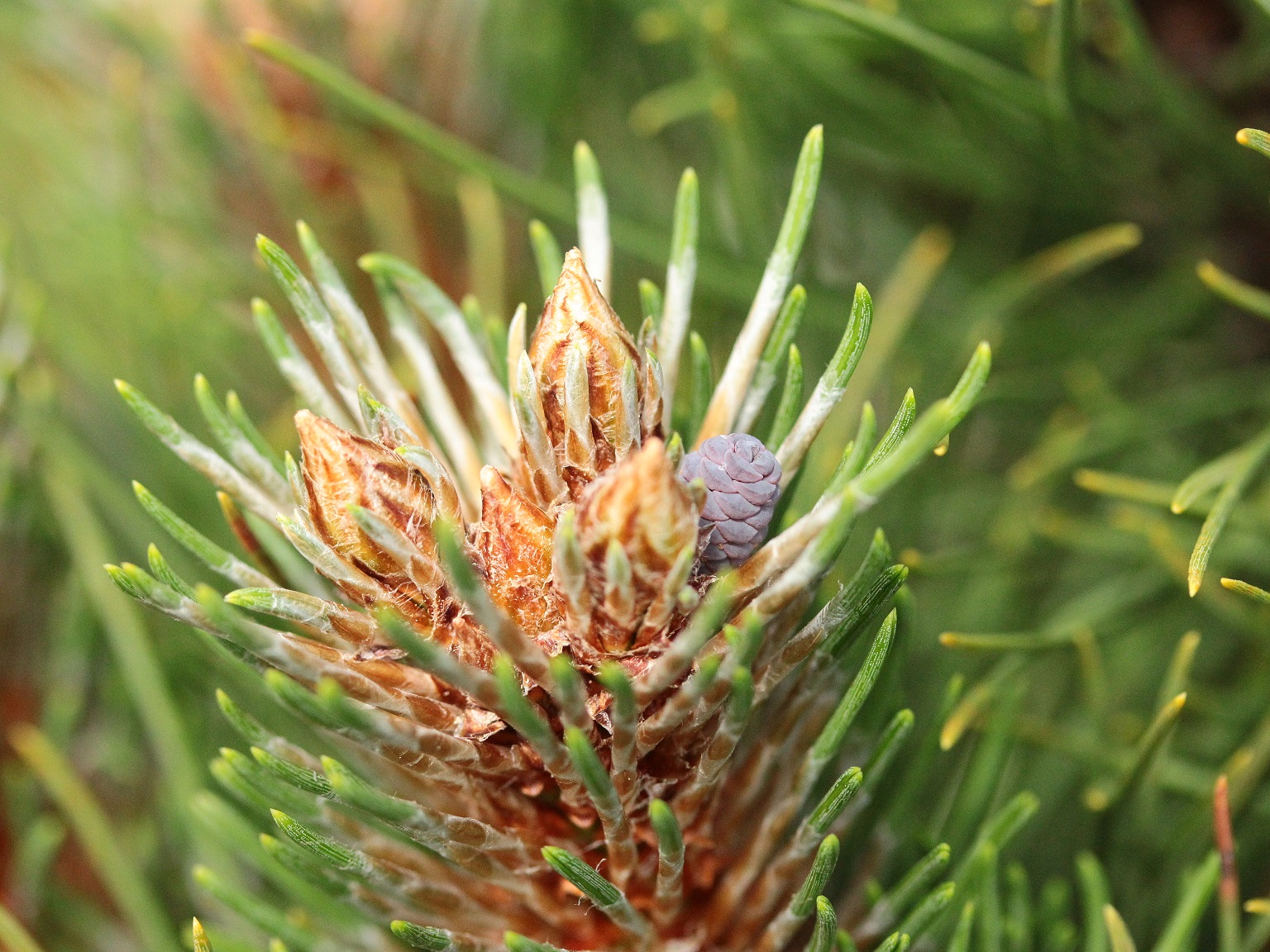 Pinus resinosa ‘Nobska’