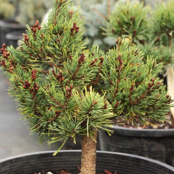 Pinus sylvestris 'Od Marka' Scots Pine