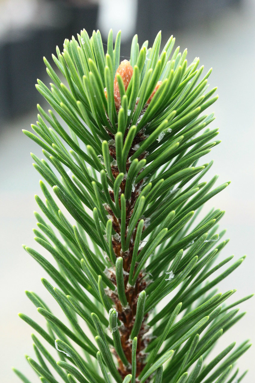 Pinus mugo 'Cranberry Candle'