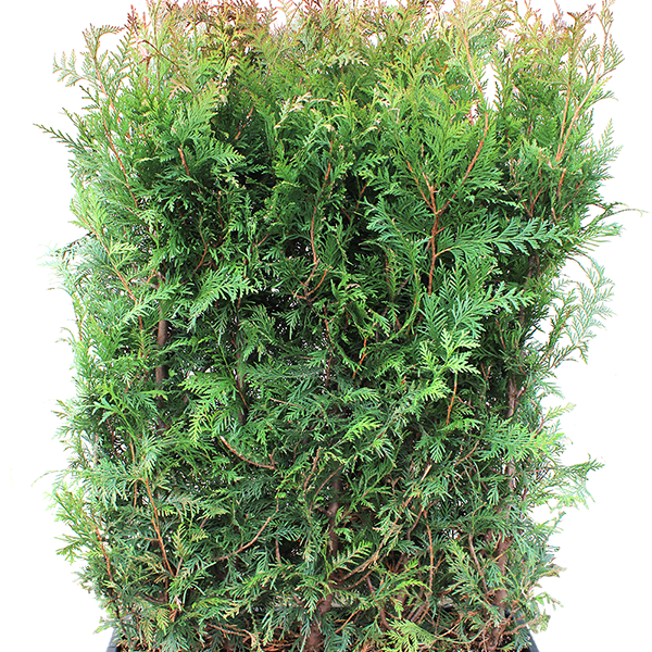 Thuja x 'Green Giant' Green Giant Arborvitae MiniHedgeXL