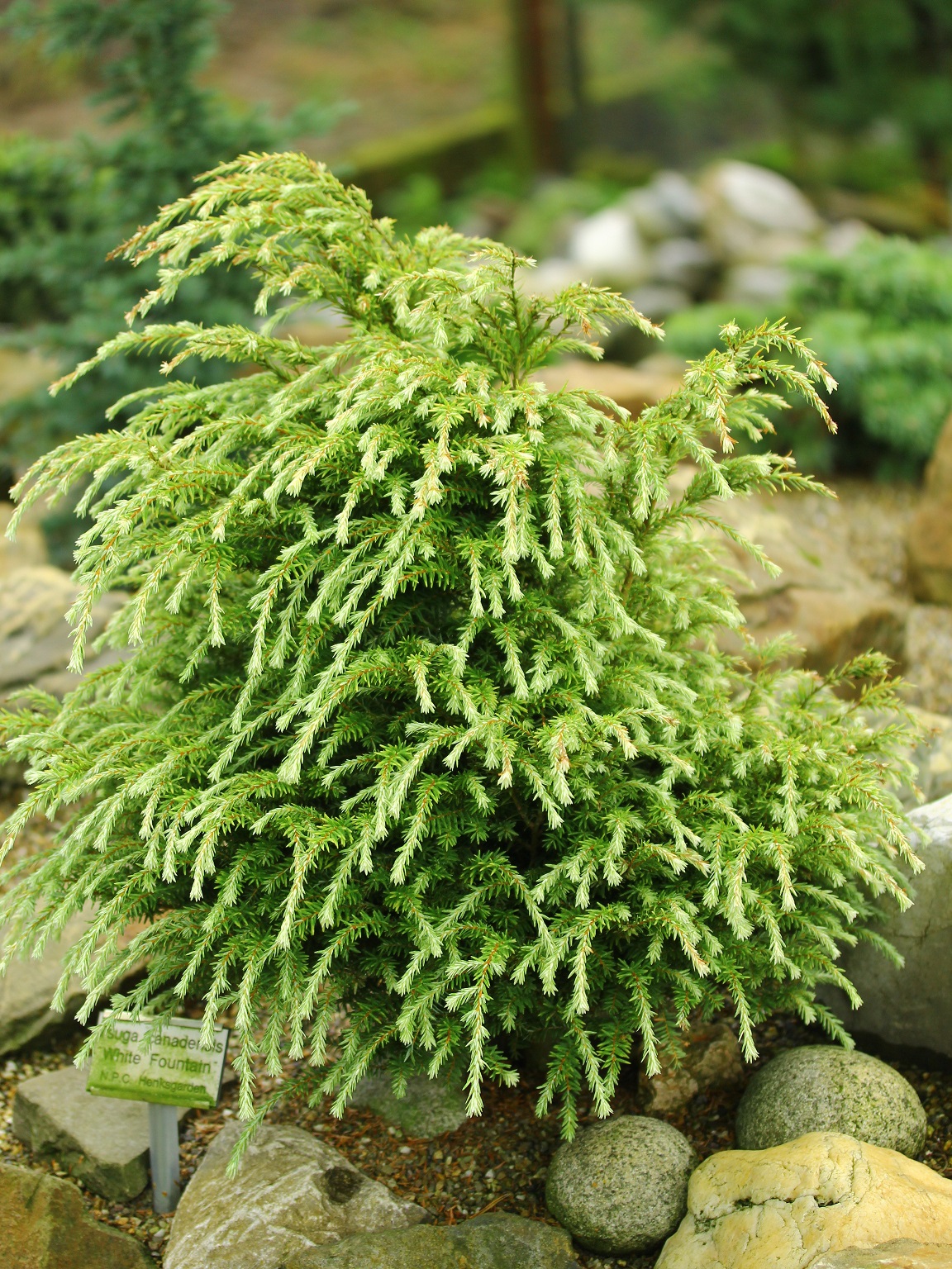 Tsuga canadensis 'White Fountain'
