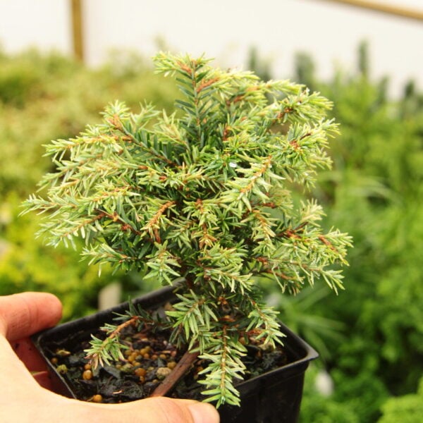 Tsuga canadensis 'Woodrose'  Canadian Hemlock