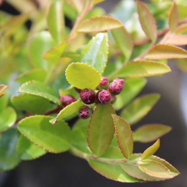 Huckleberry