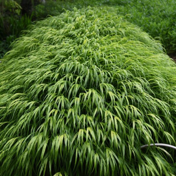 hakonechloa macra aureola
