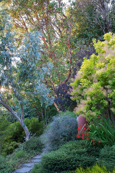 Arbutus menziesii, Pacific madrone or madrona with Eucalyptus glaucescens and golden smoke bush Cotinus coggygria "Golden Spirit'; Albers Vista Gardens