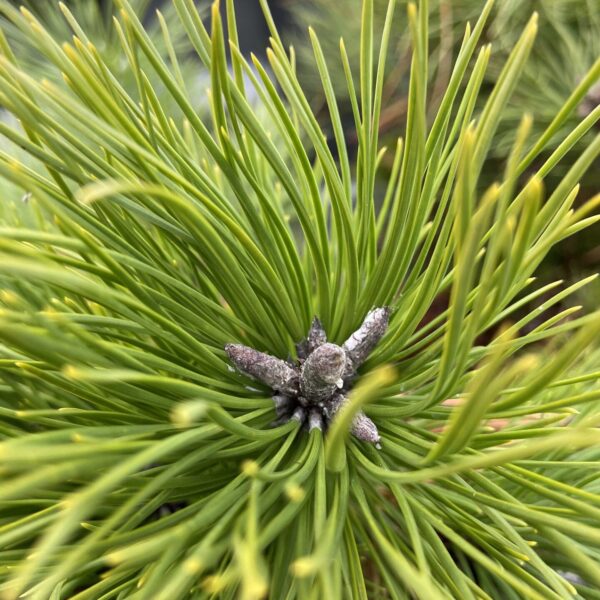 Pinus rigida 'Trooper's Broom' Northern Pitch Pine