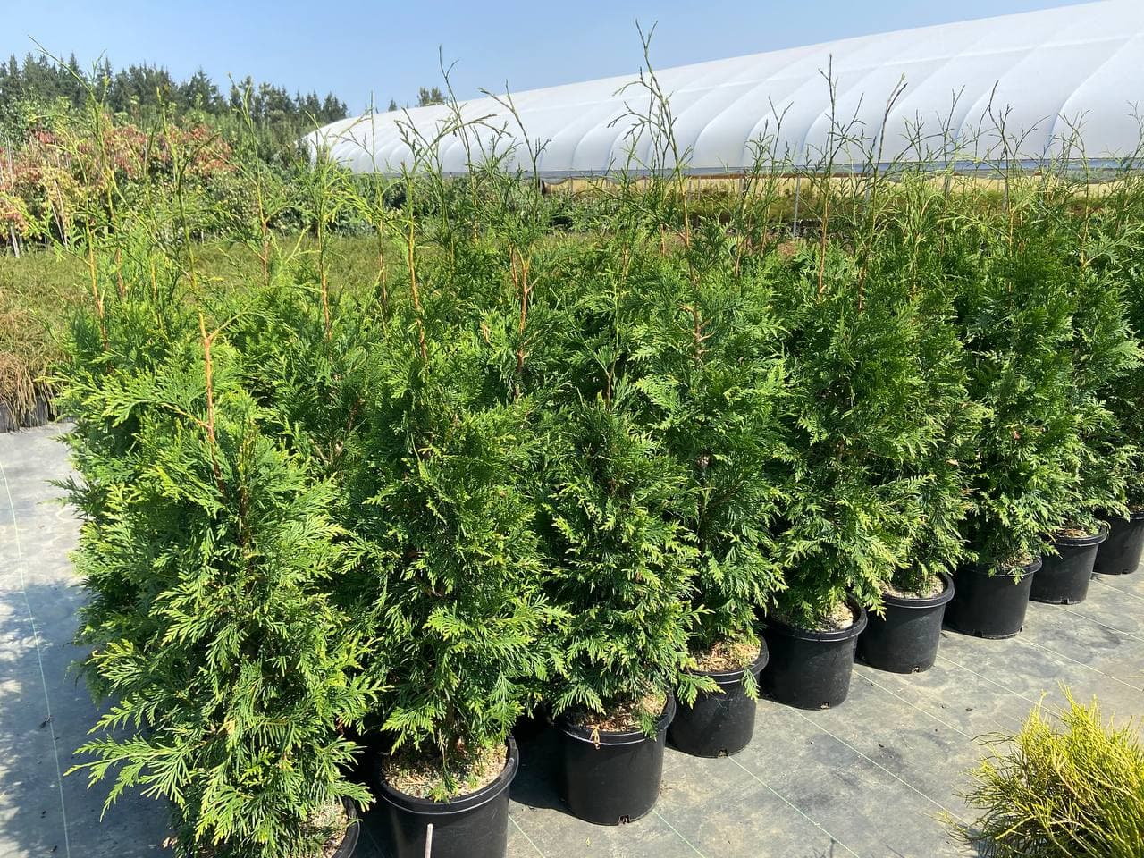 thuja green giant for sale