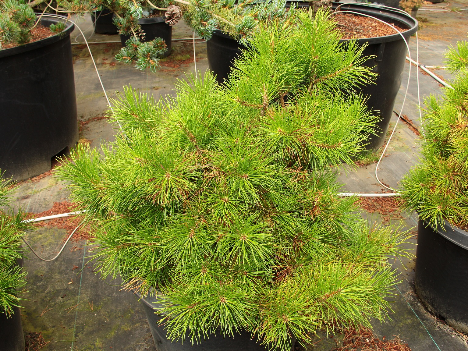 Pinus contorta var. latifolia ‘Chief Joseph’ Specimen 1995