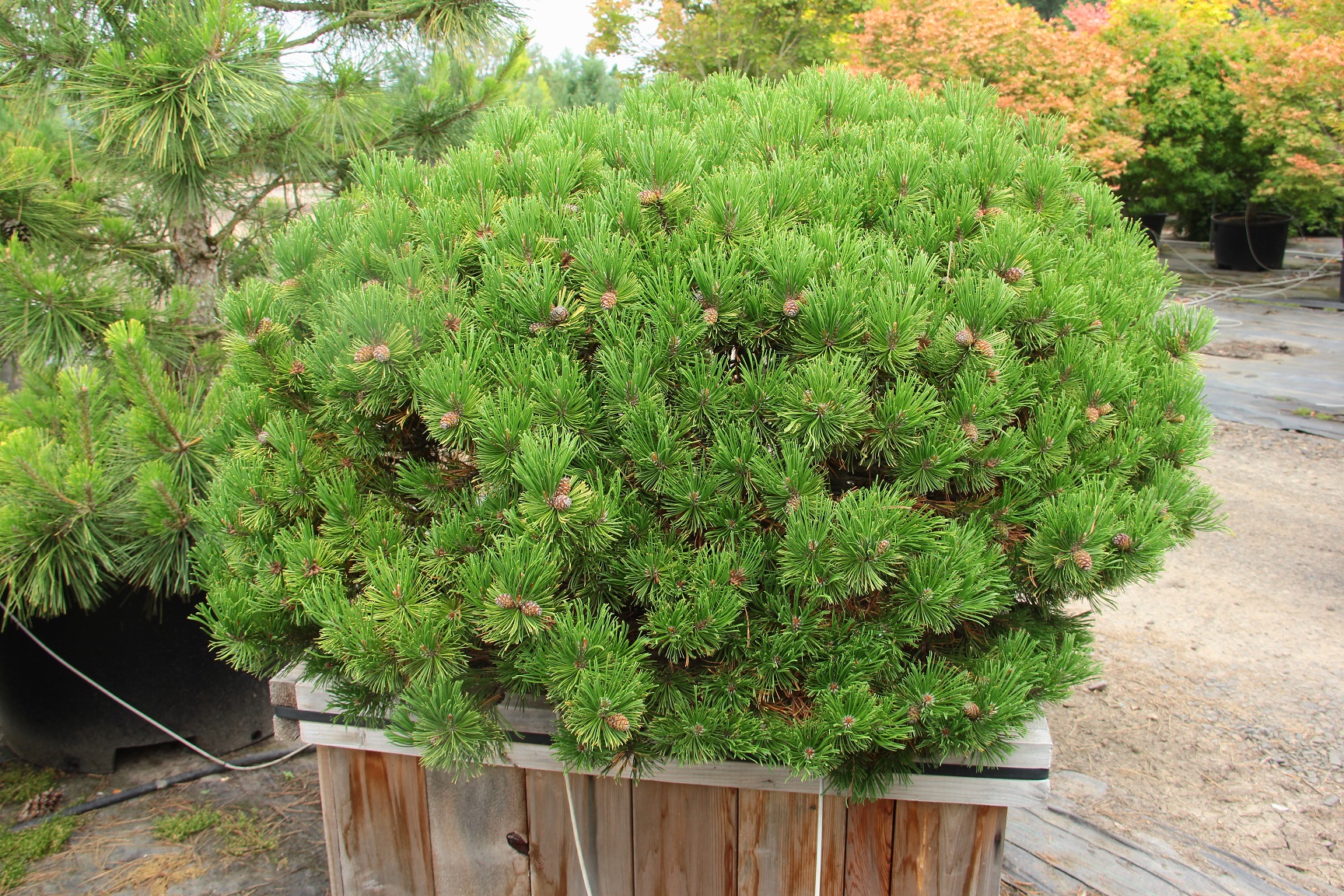 Pinus mugo ‘Carstens’ Specimen 2094