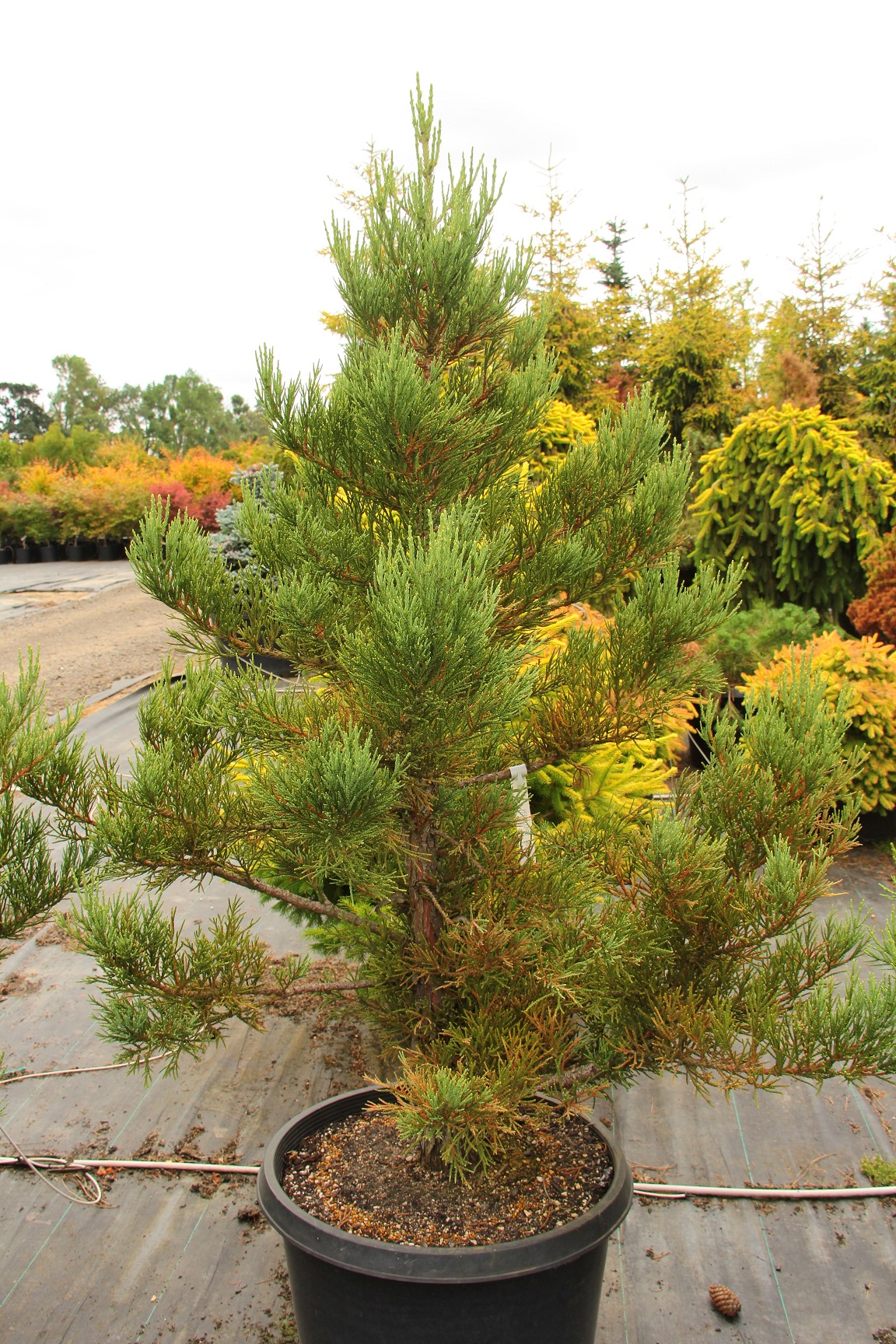 Sequoiadendron giganteum 'Blauer Eichzwerg' Specimen 1988