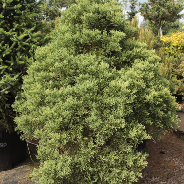 Sequoiadendron giganteum 'Von Martin' Specimen 2011