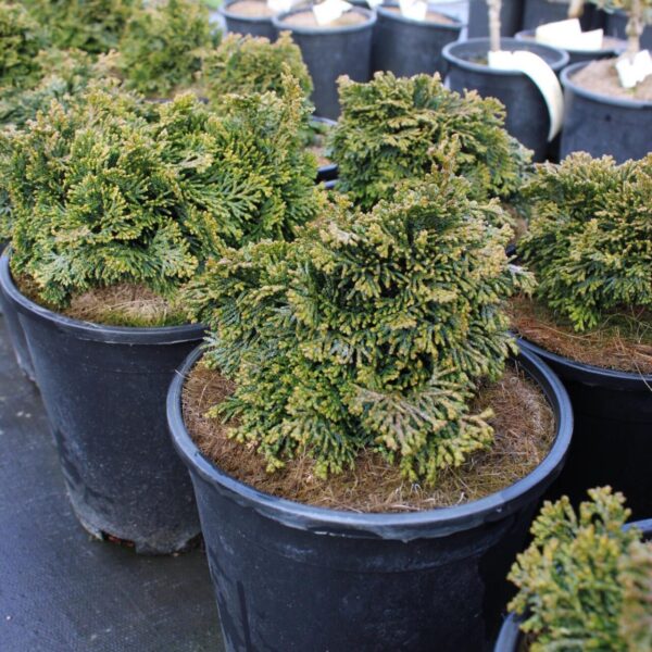 Green Cushion Hinoki Cypress