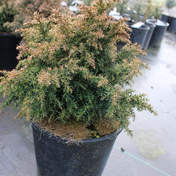 Cryptomeria japonica 'Yokohama' Japanese Cedar