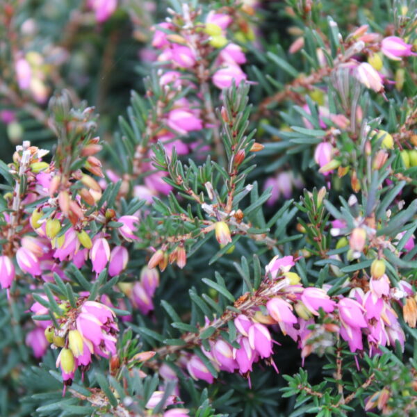 Kramer's Red Winter Heath