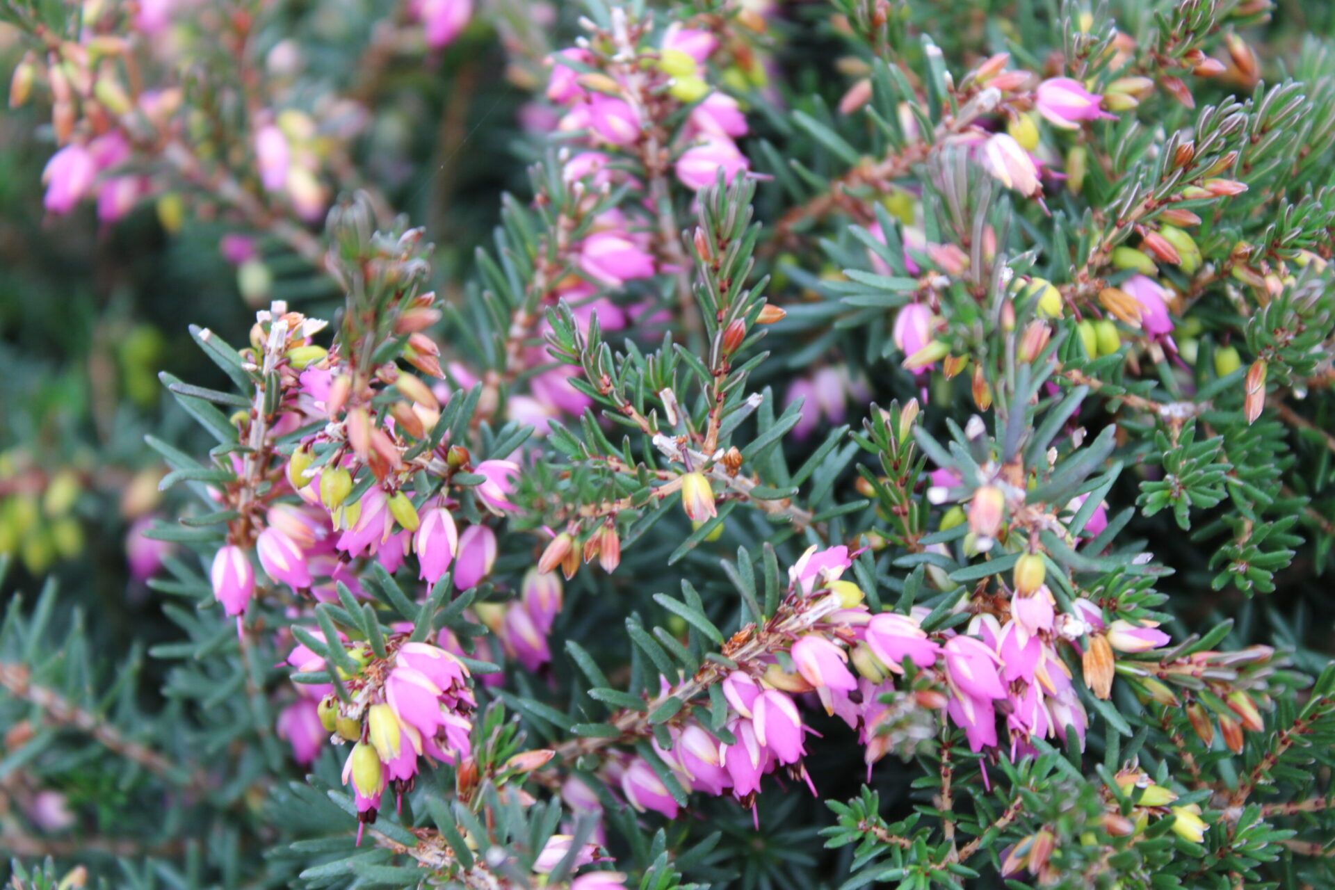 Kramer's Red Winter Heath