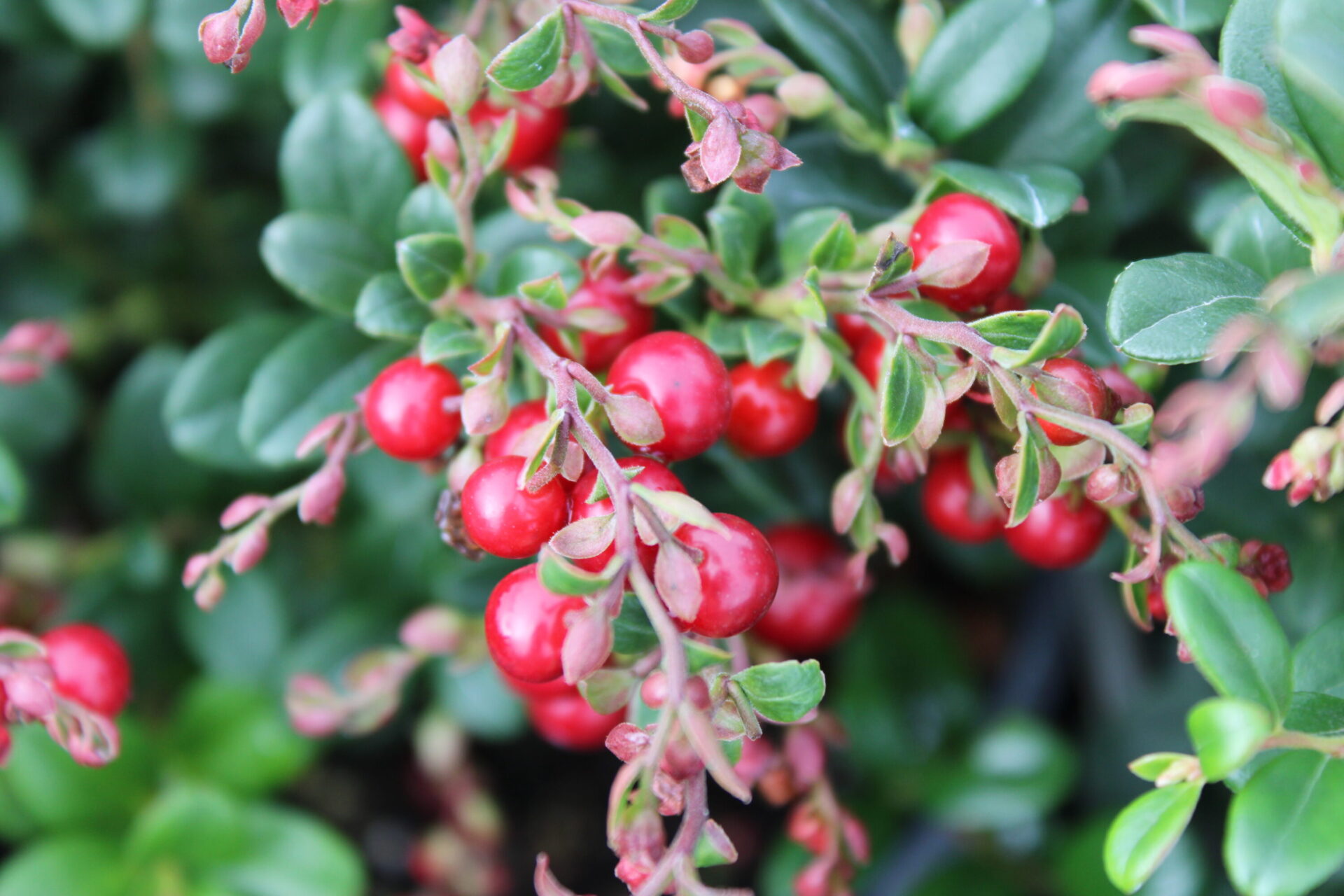 Red Candy Lingonberry