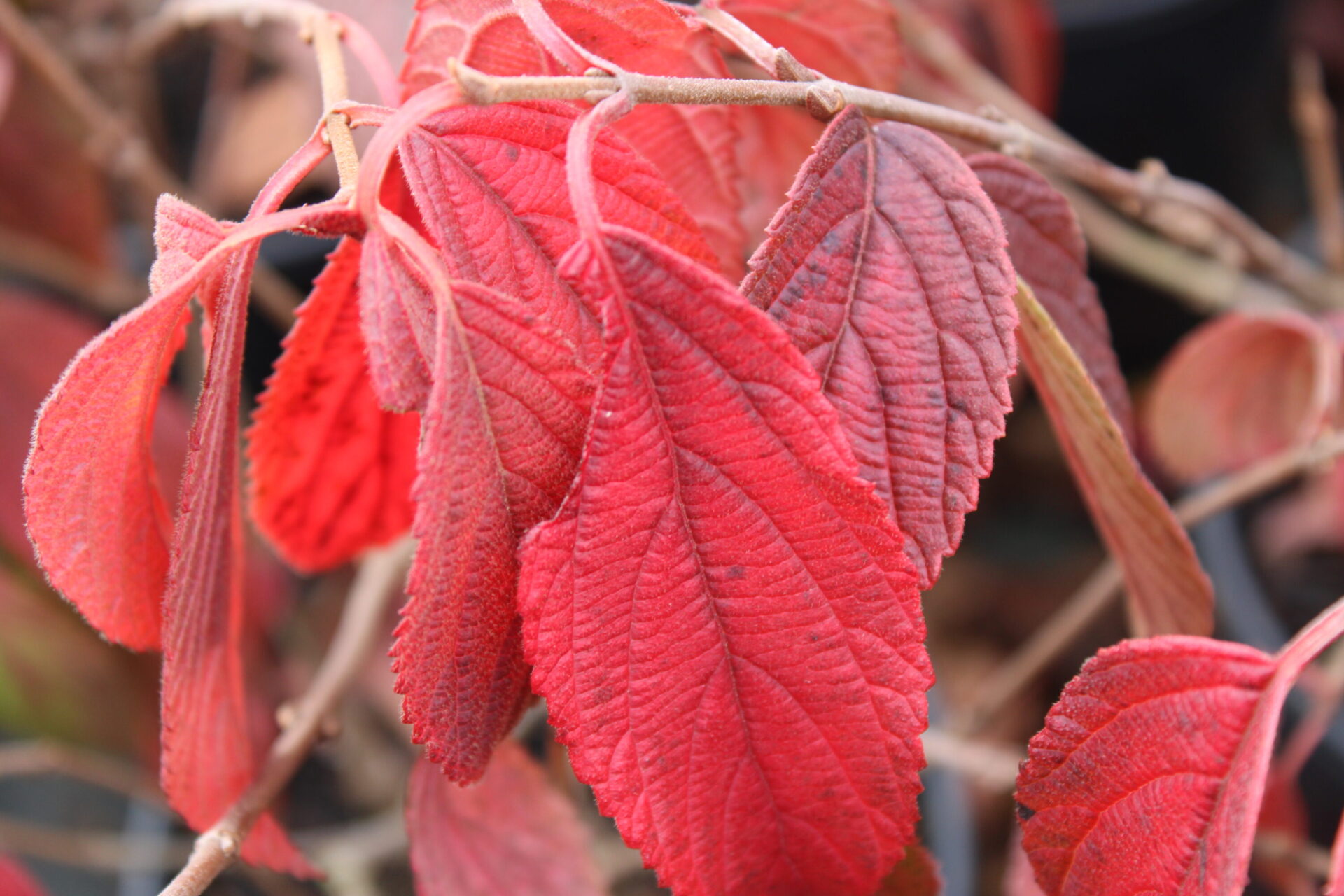 Mariesii Doublefile Viburnum